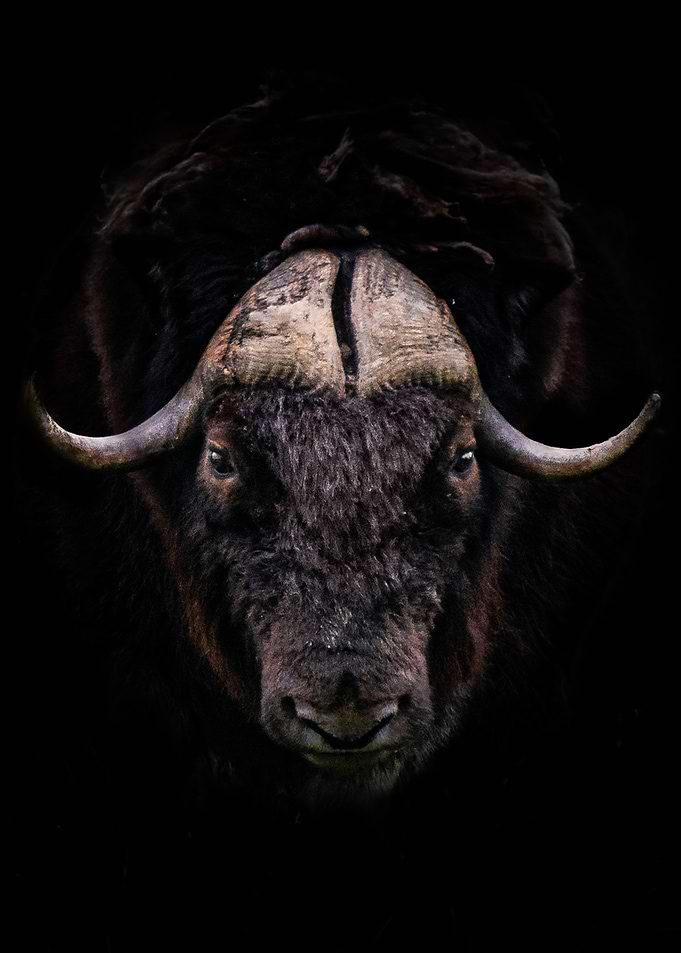 Muskox