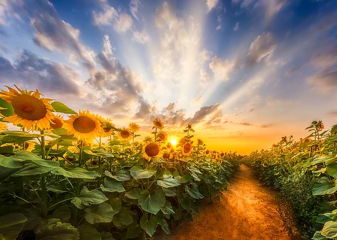 Sunflower Pathway