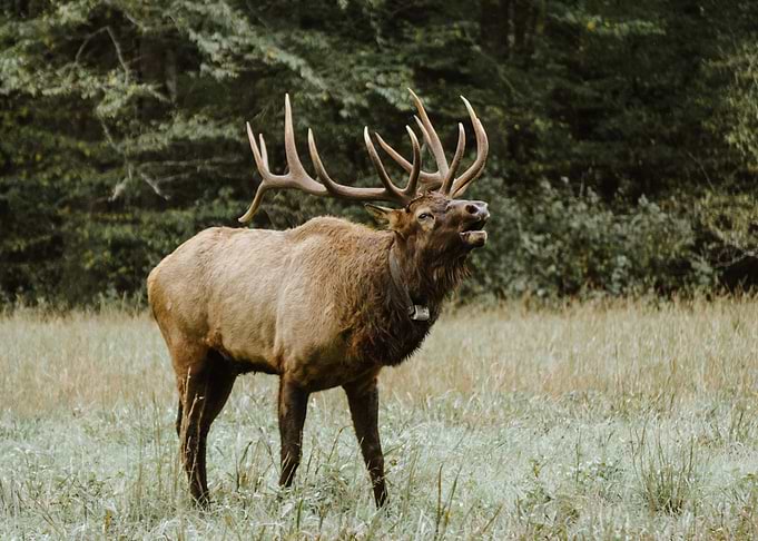 Elk