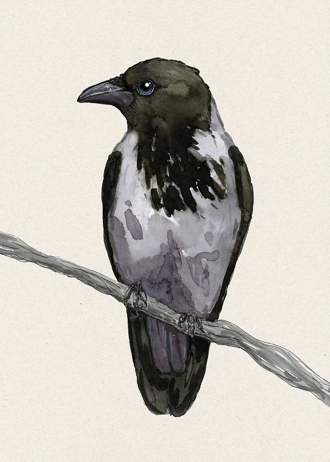 Hooded crow watercolor