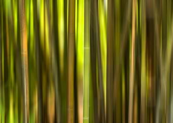 Bamboo Forest Etherea