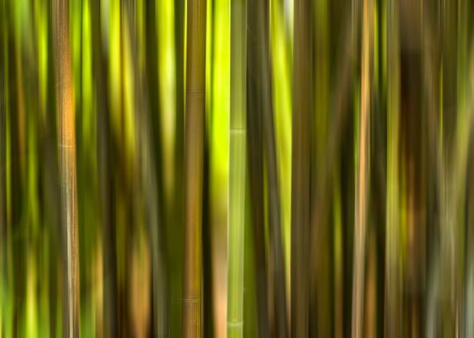 Bamboo Forest Etherea