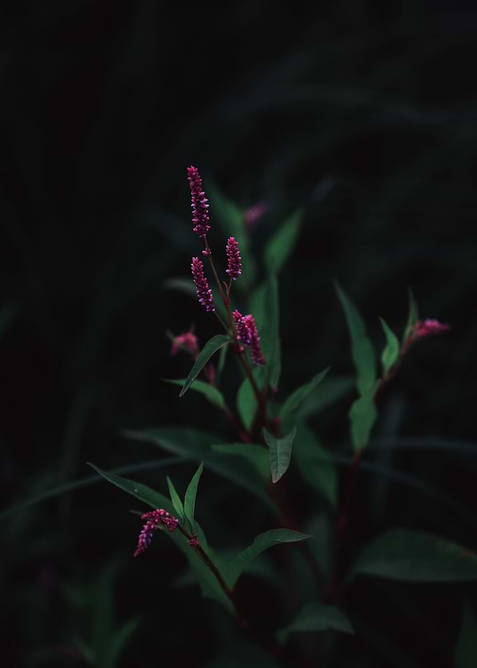 purple plant