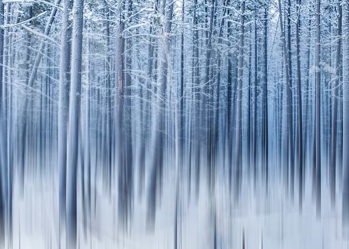 Shadows and tall trees