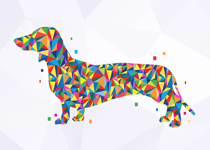 Dachshund dog