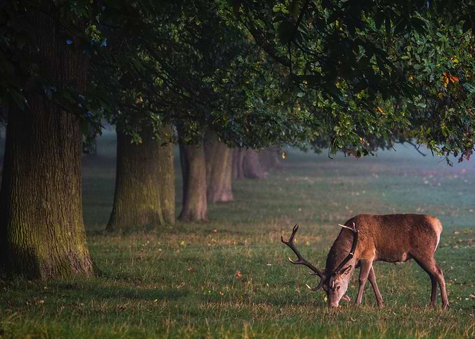 Red Deer