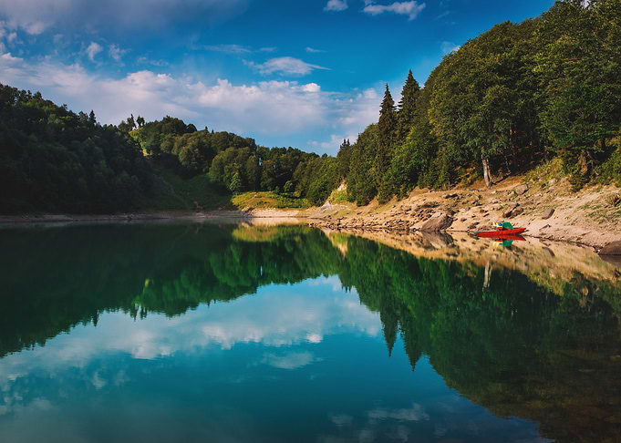 Forest at Lake Nature
