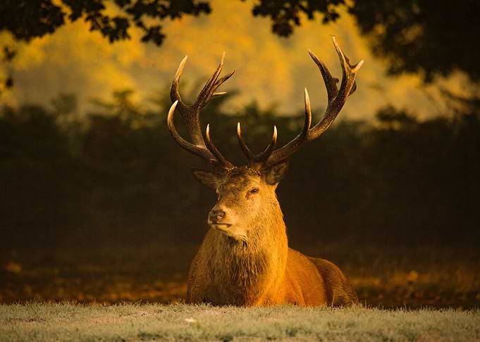 Red Deer