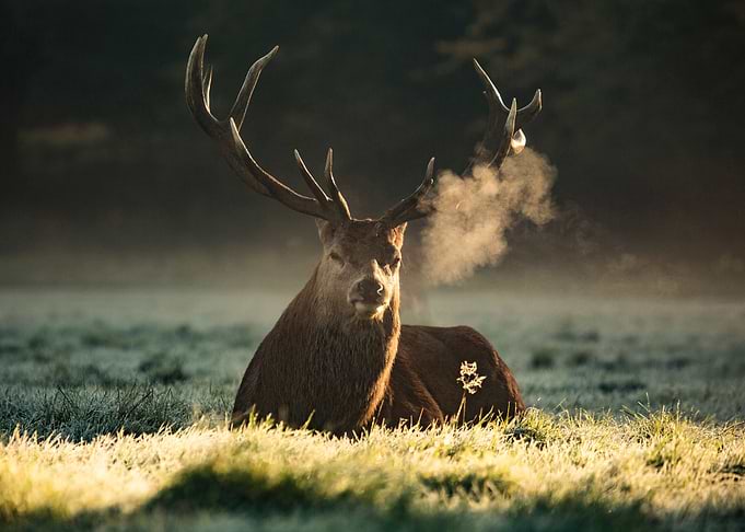 Red Deer