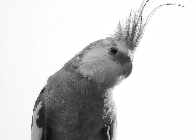 White Face Cockatiel