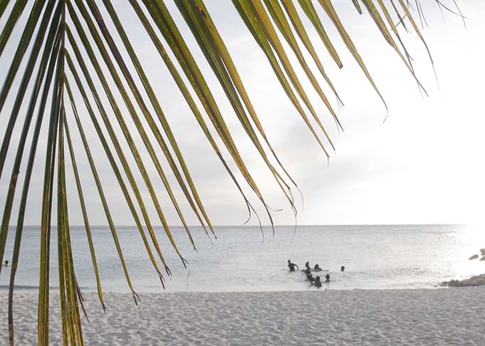 Sunset Ocean Palm Dream 1