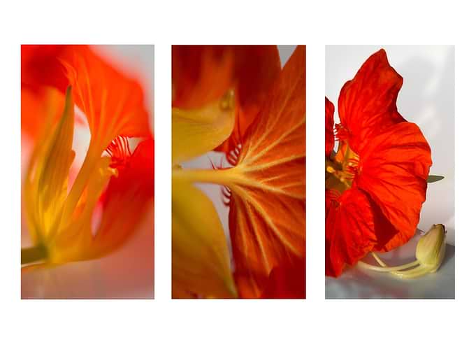 Nasturtium