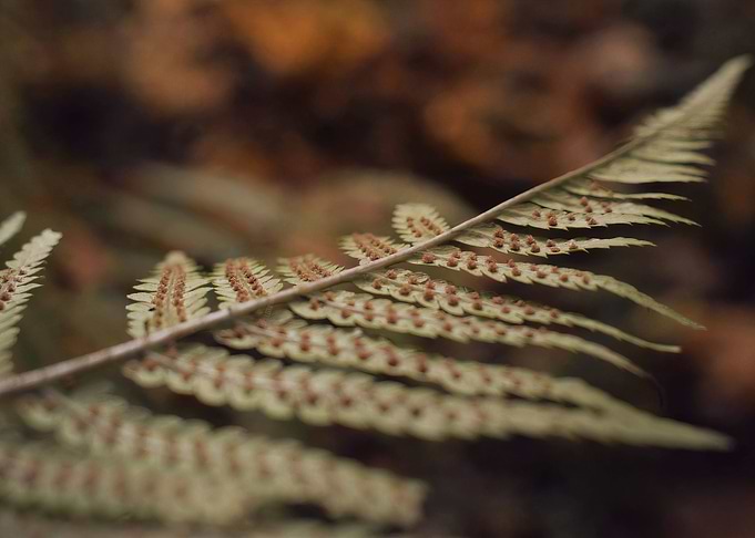 Autumn Leaf