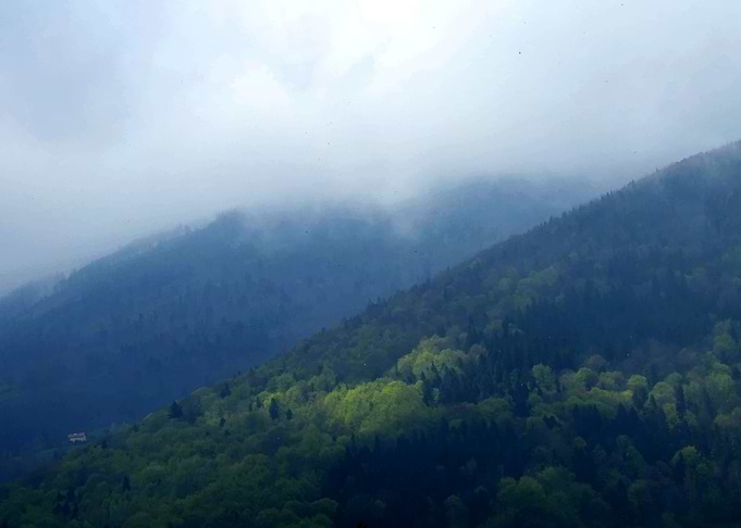 Foggy forest in Poland