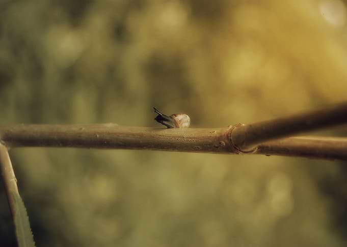 Lonely Snail