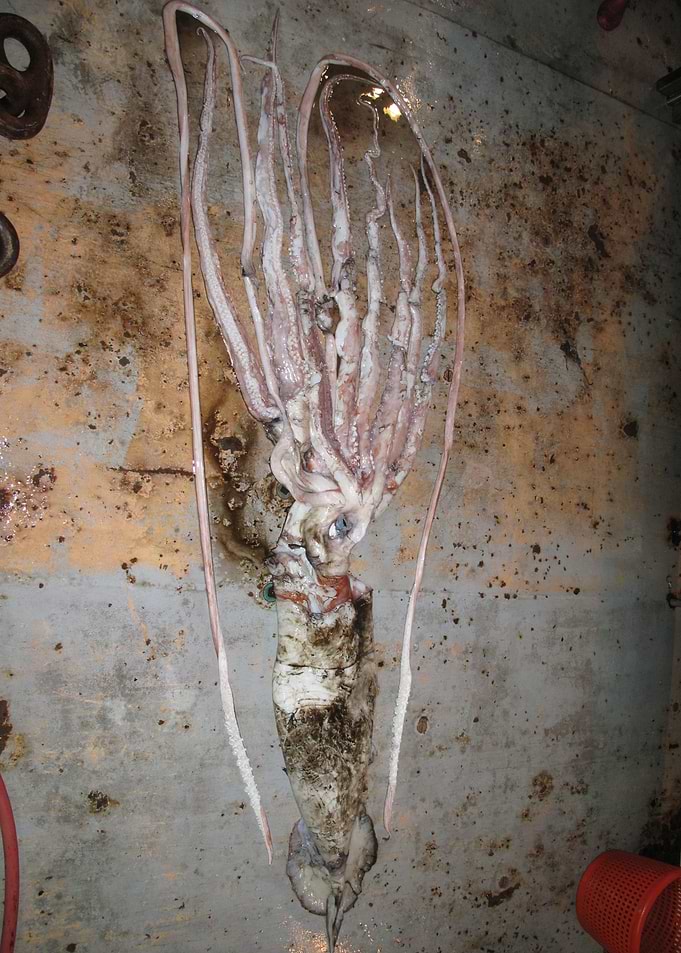 Architeuthis dux