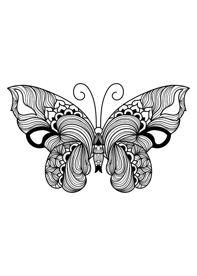 Butterfly