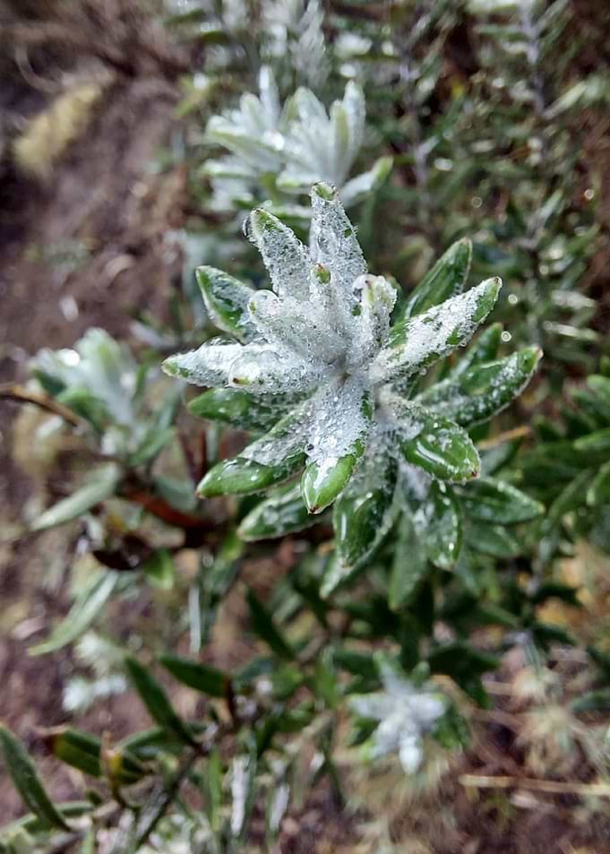 fleurgivree frosted flower