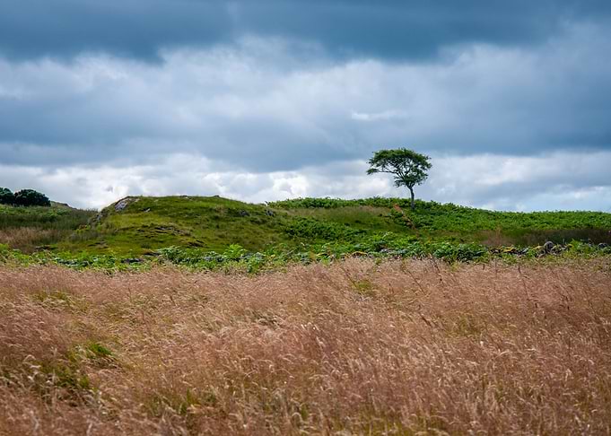A Tree in Mull