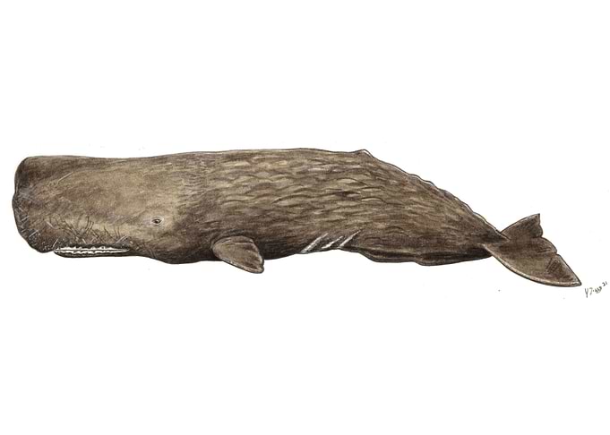 Sperm whale Physeter