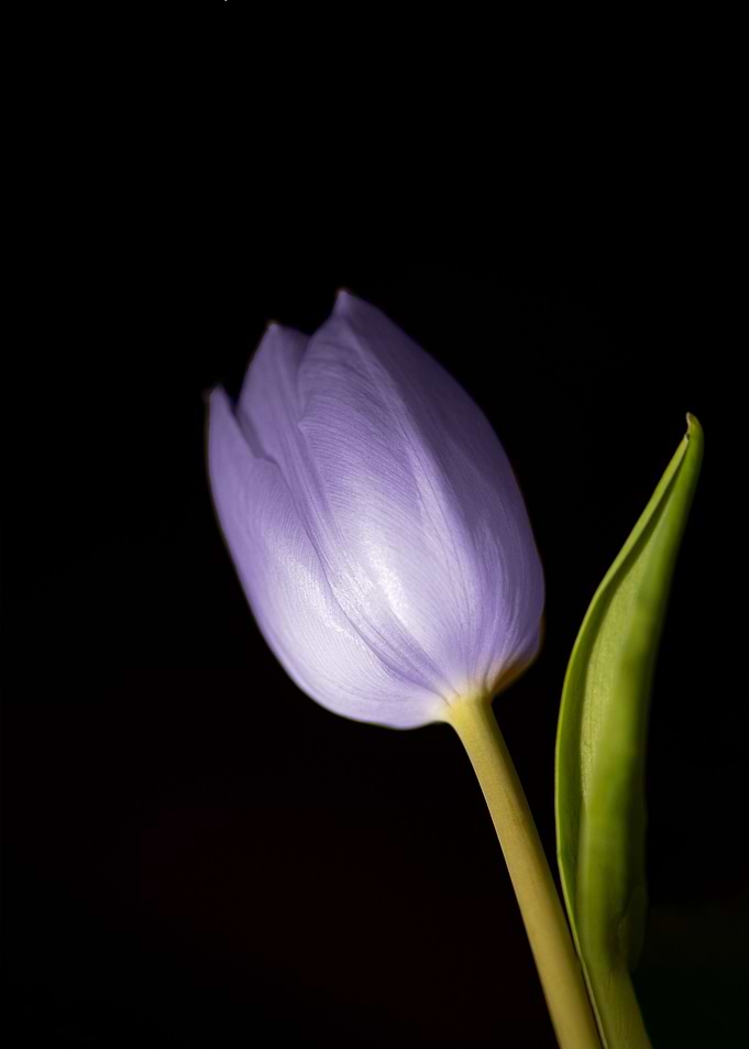 blue Tulip