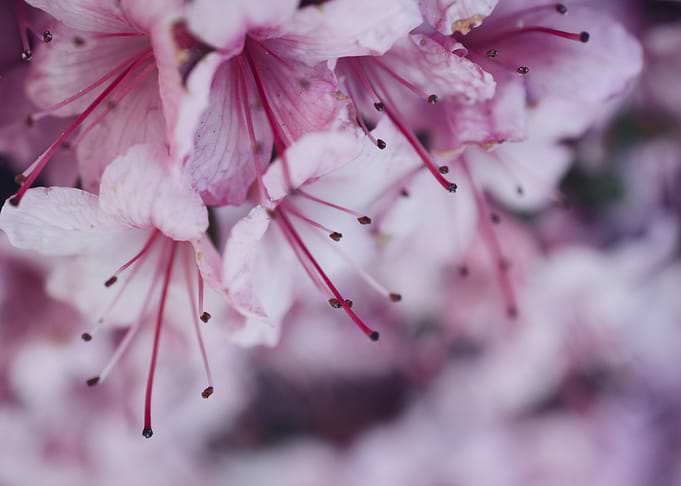 Pink Rhododendron