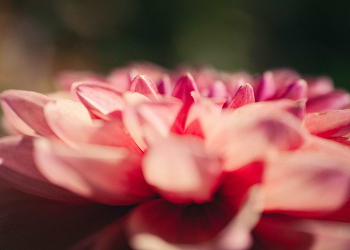 Dahlia Petals