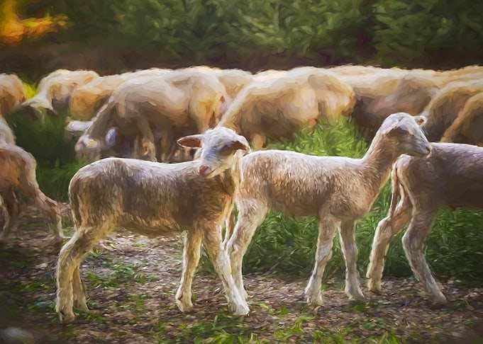 Flock of Lambs