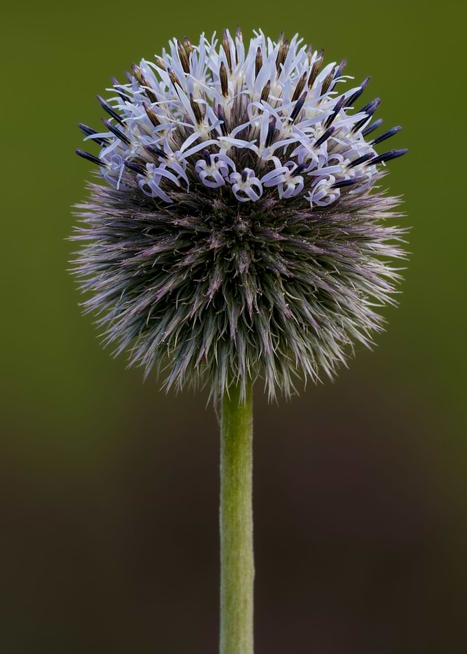 Ball thistle