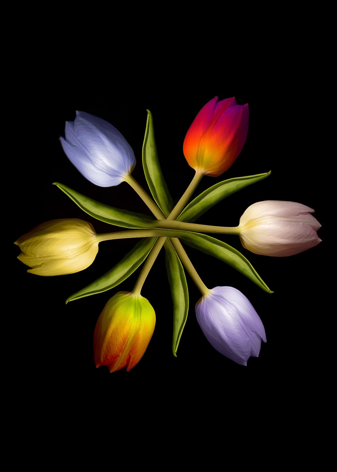 I love tulips