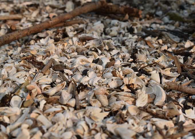 Shell beach