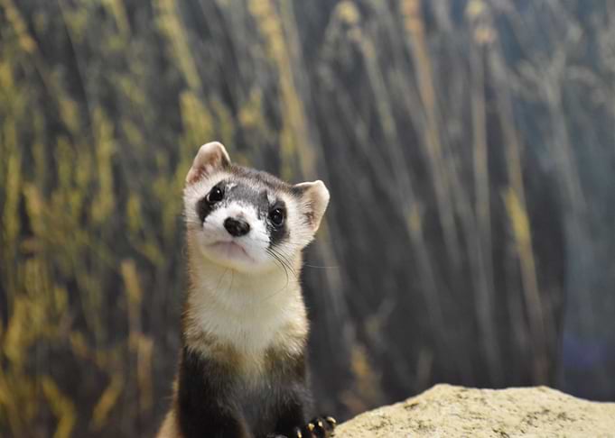 Inquisitive Ferret