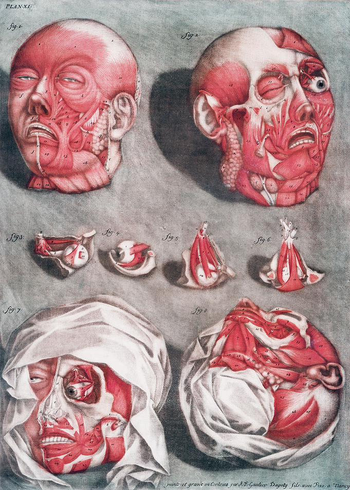 Anatomical Head and Face