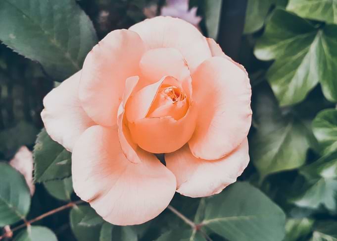 Retro vintage pink rose