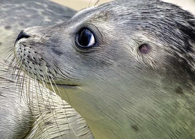 Seal Cute Animals Sealife