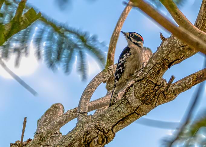 Downy Woodpecker