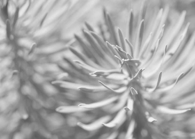 Plant abstract pattern
