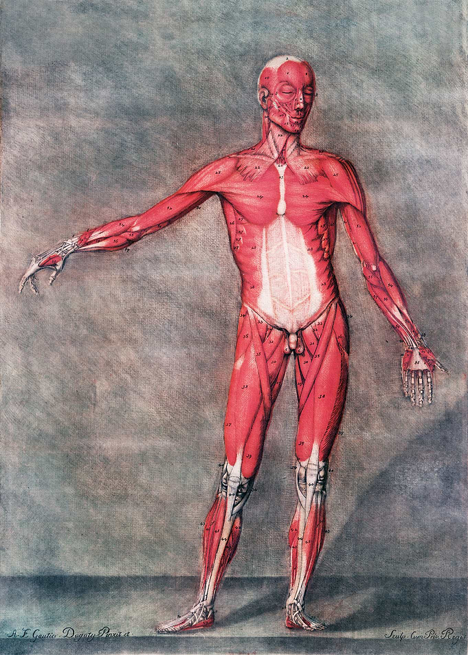 Anatomical Human Body I