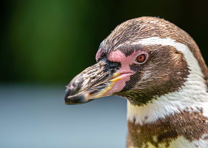 Brillenpinguin