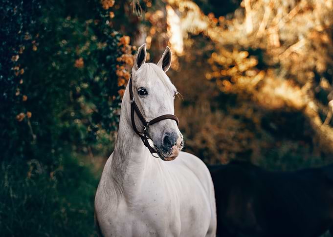 White Horse