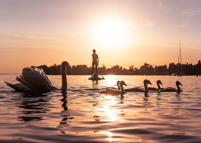 Swan Family