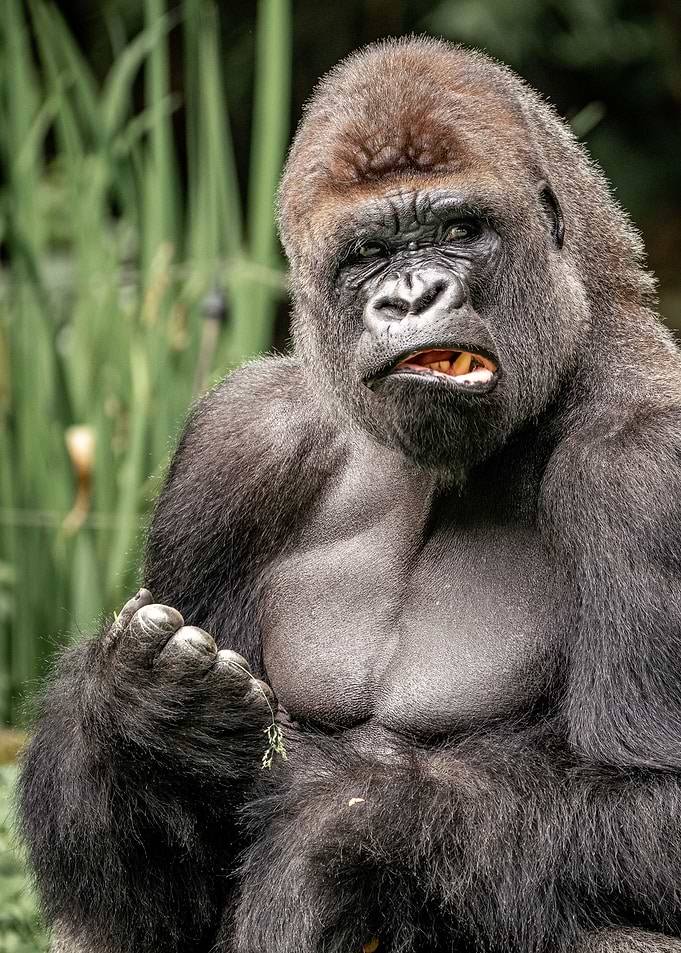 der kritische Gorilla