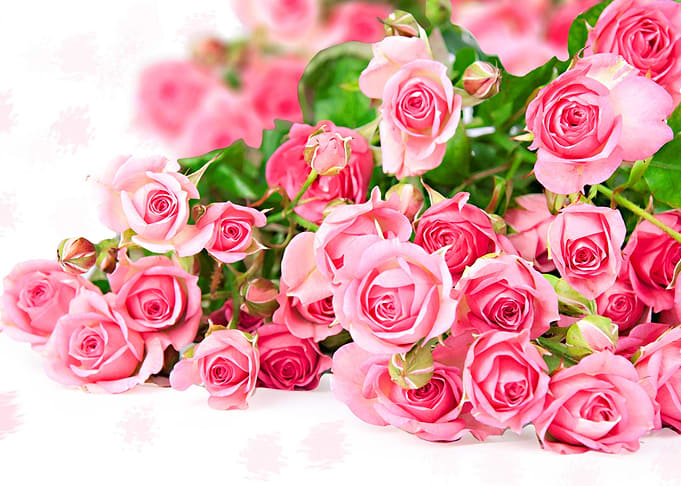 Roses