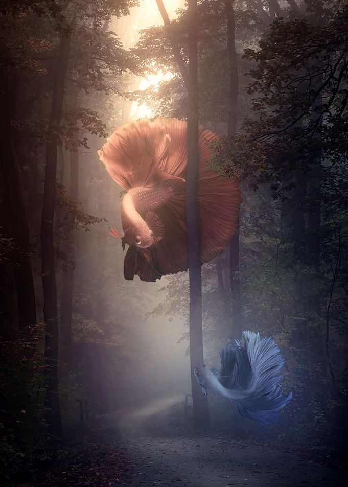 The Forest