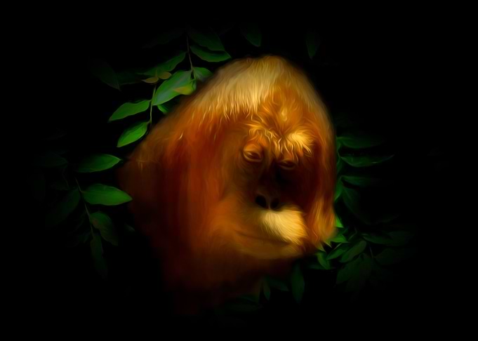 Orangutan