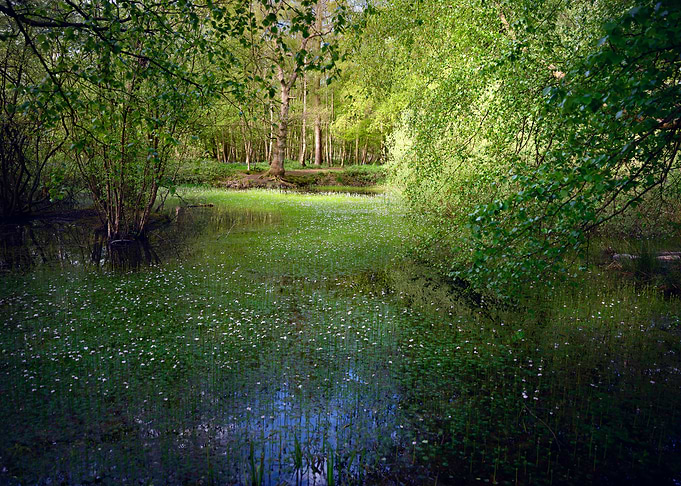 Fairy Tails Landscape
