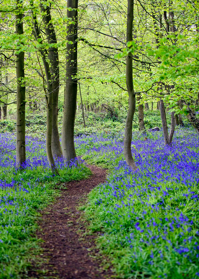 Spring Landscape