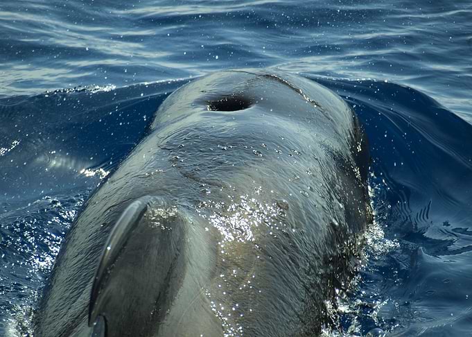 Pilot whale rider