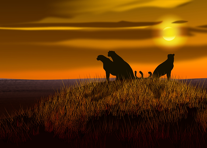 3 Cheetahs at sunset