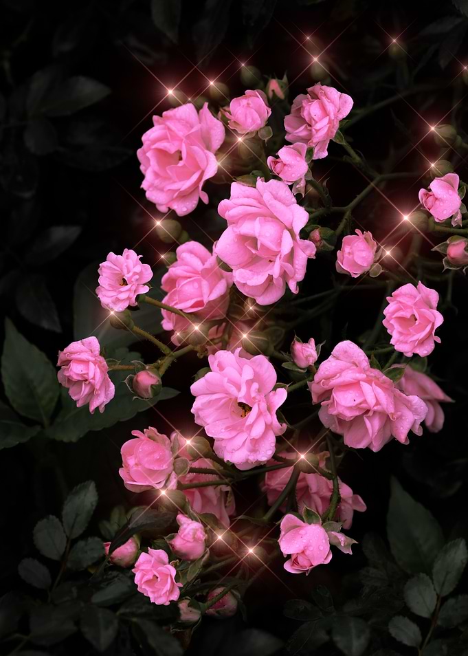 Shiny Pink Roses